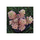 SukuLand Sedum Joyce Tulloch Variegata Kore ithal koleksiyonluk özel tür sukulent 5,5cm saksıda