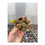 SukuLand Sedum little gem ithal koleksiyonluk özel tür sukulent 5,5cm saksıda