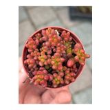 SukuLand Sedum Rubrotinctum Kırmızı jelibon sukulent 5,5cm saksıda