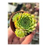 SukuLand Sempervivum Golden Nugget özel tür sukulent 5,5cm saksıda