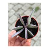 SukuLand Senecio Crassissimus () özel tür sukulent 5,5cm saksıda klenia