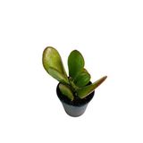 Sukulent Crassula Para Çiçeği Fidanı Süs Bitkisi 10-20 Cm