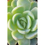 Sukulent Echeveria Elegans Fidanı 10-20 Cm
