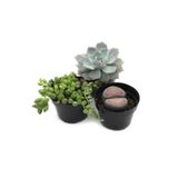 Sukulent Kaktüs Set 3 Adet Mini Saksılı Dolgun Formlu Teraryum Ve Sukulent 006