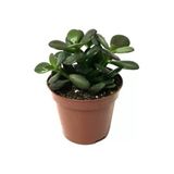Sukulent Para Ağacı Şans Ağacı Crassula Ovata 10-20 Cm