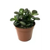 Sukulent Para Ağacı Şans Ağacı Crassula Ovata 10-20 Cm