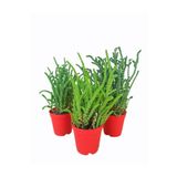 Sukulent Prenses Çamı 3 Adet (Kokulu Çiçek Açar) 5,5Cm Saksıda Crassula Muscosa
