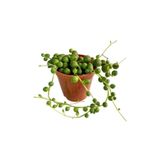 Sukulent Senecio Tesbih Çiçeği Inci Tanesi Çiçek Süs Bitkisi