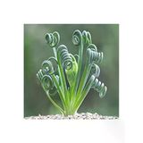 Sukulent Tohumu, Albuca Spiralis Çeşidi, Farklı Bitki Yetiştirme Deneyimi