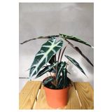 SUKULENTİSTANBUL Fil Kulağı Bitkisi - Alocasia Polly 25-30cm - Iç Mekan Bitkisi