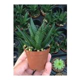 SUKULENTİSTANBUL Haworthia Limifolia Sukulent 5.5cm