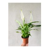 SUKULENTİSTANBUL Spathiphyllum Wallisii Barış Çiçeği, 20-30 Cm 7cm Saksıda