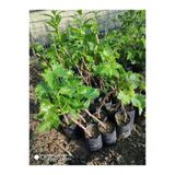 Sultaniye Üzüm Fidanı Tüplü 10-20 Cm
