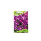 SUNAGRİ Aster Çiçeği Tohumu
