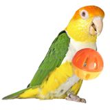 Super Bird Creations SB1055 Kuş Topları Kuş Ayağı Oyuncak, Orta Kuş Boyutu, 5 cm Çap (4 Paket)