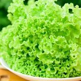 Super Giant İri Kıtır Kıtır Yemesi Olan Yeşil Kıvırcık Marul Tohumu (100Tohum)
