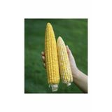 Süper Paket 100 Adet Tohum İthal Nadir 40-60 Cm Uzun Mısır Tohumu