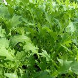 Süper Paket Bahçe Teresi Tohumu( Garden Cress) 800 Tohum+Hediye T