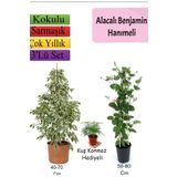 Süper Ürün Alacalı Beyaz Benjamin Bitkisi Hanımeli Tül Çiçeği
