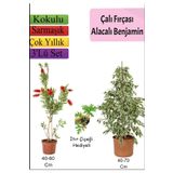 Süper Ürün Beyaz Alacalı Benjamin Bitkisi Fırça Çalısı Itır Çiçeği