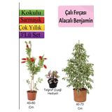 Süper Ürün Beyaz Alacalı Benjamin Bitkisi Fırça Çalısı Telgraf Çiçeği