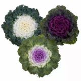 Süs Lahanası Karışık Renk - Saksılık 10 Tohum
