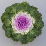 Süs Lahanası Pembe Renk - Saksılık 10 Tohum