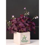 Süs Yoncası Mor Yapraklı Yonca Çiçeği 1 Adet 20-30 cm (Oxalis Triangularis)