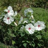 Süt Beyazı Hibiscus Çiçeği Tohumu(20 adet)