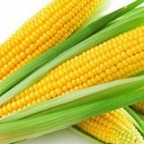 Süt Mısır Tohumu Darı Tohumu 15 Tohum+Saksı+Toprak+ Tohum