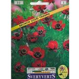 Sveryverts Gelincik Çiçeği Tohumu