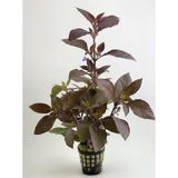 Svgpt Hygrophila Corymbosa Kızıl Limon Akvaryum Bitkisi No:5