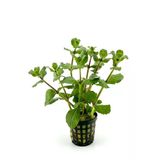 Svgpt Hygrophila Difformis Çınar Akvaryum Bitkisi No:4