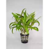 Svgpt Hygrophila Lacustris (Tütün) Canlı Akvaryum Bitkisi No:21