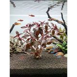 Svgpt Ludwigia Repens Canlı Akvaryum Bitkisi No:1