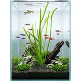 Svgpt Rotala Indica Canlı Akvaryum Bitkisi No:44