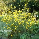 Swamp Marigold Kadife Çiçeği Tohumu(50 tohum)