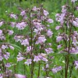 Sweet Lady Penstemon Çiçeği Tohumu(50 adet)
