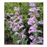 Sweet Lady Penstemon Sakallı Dil Çiçeği Tohumu -50 Tohum