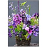 Sweet Pea Tohumu+saksı+toprak