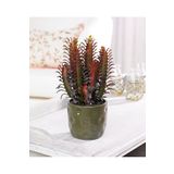 SYNETELLYA Euphorbia Trigona Süt Ağacı Kaktüsü 30-40 cm Çok Köklü