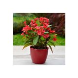 SYNETELLYA Kırmızı Dikenler Tacı Çiçeği Euphorbia Milii 20-30 cm