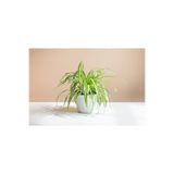 SYNETELLYA Mini Boy Kurdele Çiçeği Chlorophytum Comosum Bitkisi 5,5 cm saksıda