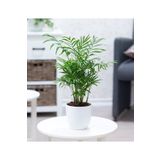 SYNETELLYA Şamadora Dağ Palmiyesi Chamaedorea Elegans 20-30 cm