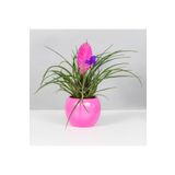 SYNETELLYA Tillandsia Hava Bitkisi Air Plant