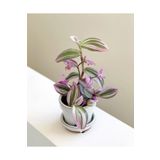 SYNETELLYA Tradescantia Nanouk Telgraf Çiçeği 5,5 cm Küçük Saksıda