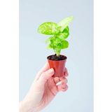 Syngonium Mango Allusion - Melek Kanadı Çiçeği Mini - Ev Ofis Salon Iç Mekan Bitkisi