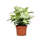 Syngonium Melek Kanadı Çiçeği Fidanı 10-20 Cm