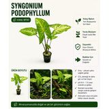Syngonium Podophyllum Canlı Bitki