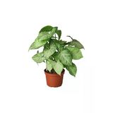 Syngonium Podophyllum Melek Kanadı Çiçeği Fidanı 10-20 Cm
